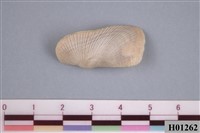 藏品(扭魁蛤)的圖片